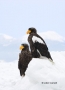 Stellers-Sea-Eagle;Stellers-Sea-Eagle;Eagle;Sea-Eagle;Haliaeetus-pelagicus;Birds